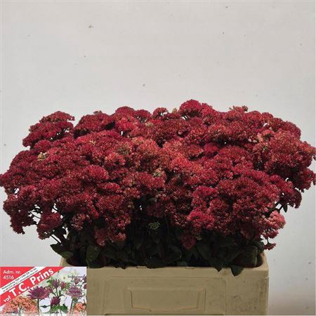 <h4>Sedum Magical Lizzy</h4>