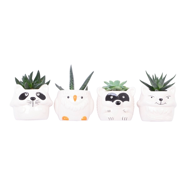 <h4>Magnetized Wildlife with Succulent mix</h4>