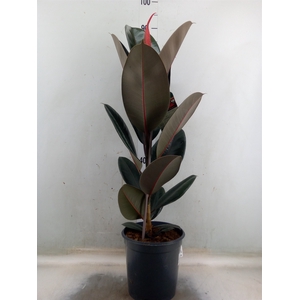Ficus elastica 'Abidjan'