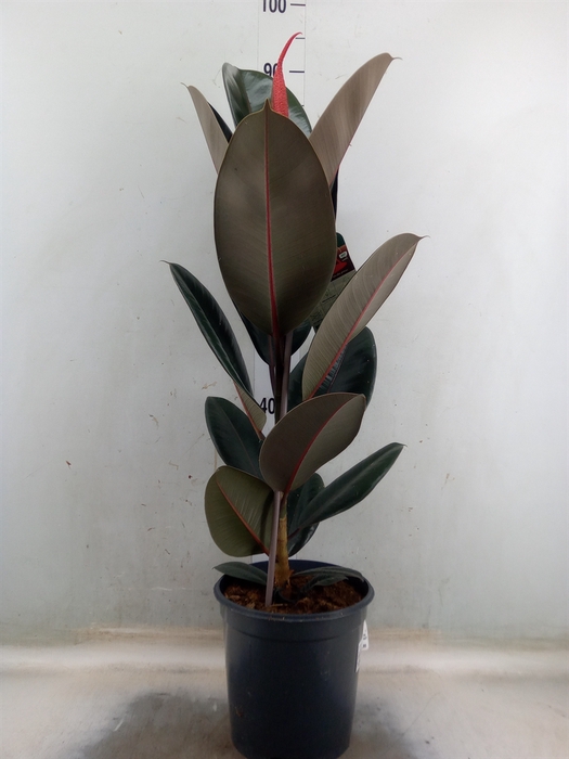 <h4>Ficus elastica 'Abidjan'</h4>