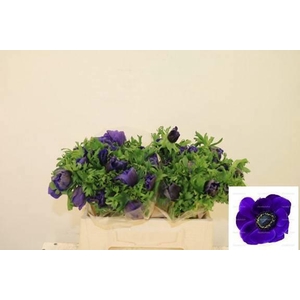 ANEM CO MIS + D BLUE