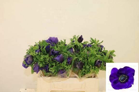 <h4>ANEM CO MIS + D BLUE</h4>