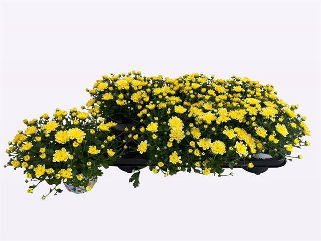 <h4>CHRYS DITTO LEMON P12</h4>