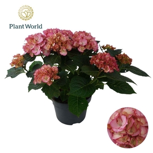 Hydrangea Bol Ave Pink (Specialty)
