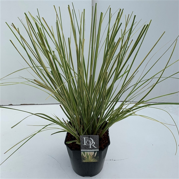<h4>Graminées Cortaderia sell. 'Mini Goldpampas'</h4>