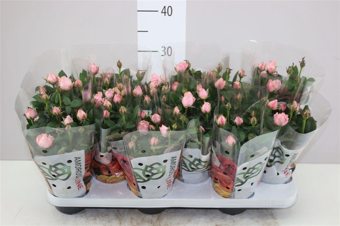 <h4>Rosa Infinity Roze</h4>