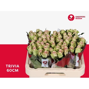 R GR TRIVIA
