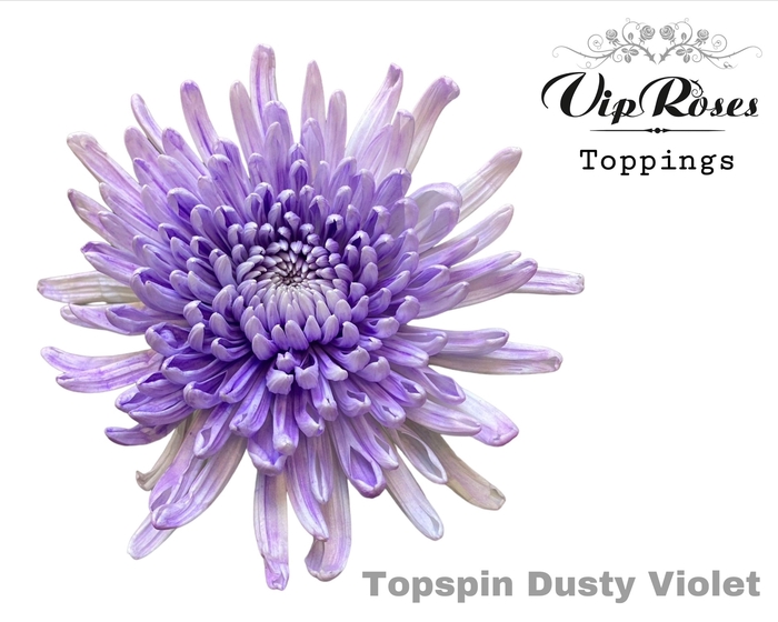 CHR G TOPSPIN DUSTY VIOLET