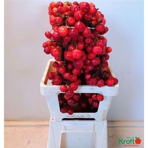 Malusappel Red Sentinel