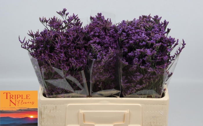 <h4>LIM SAF DARK BLUE</h4>