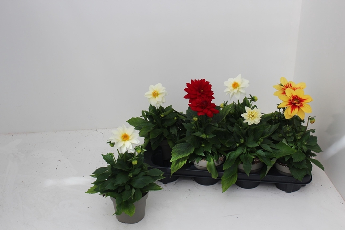 <h4>DAHL L ME GEM</h4>