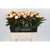Paeonia Dr F.G. Brethour