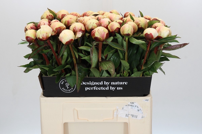 Paeonia Dr F.G. Brethour