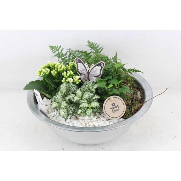 <h4>Arr2 Pl - Zink Schaal L - Wit</h4>