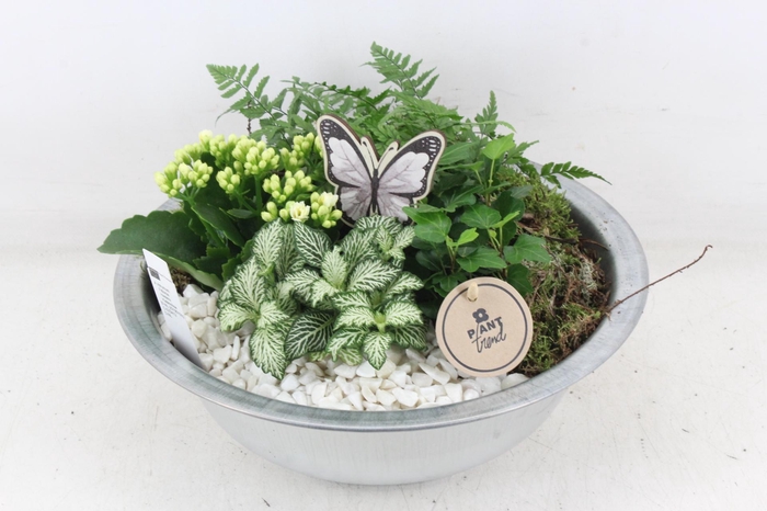 Arr2 Pl - Zink Schaal L - Wit