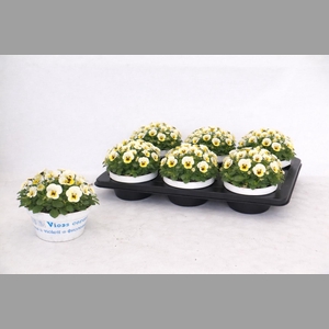 VIO CO SOR XP LEM JU