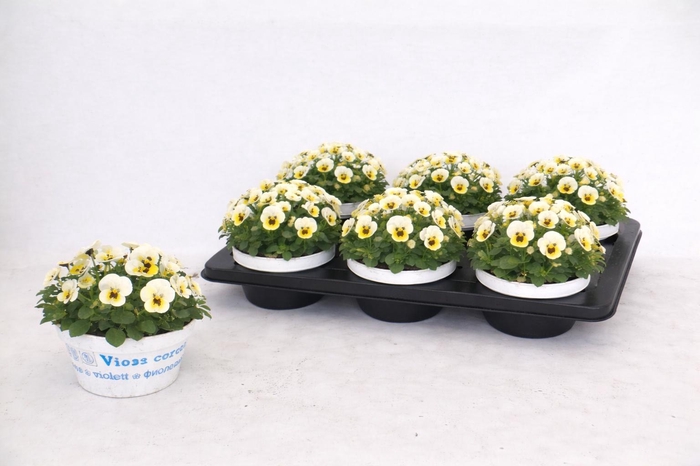 <h4>VIO CO SOR XP LEM JU</h4>