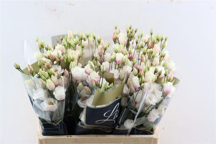 <h4>Eus G Opgetrokken L Pink</h4>