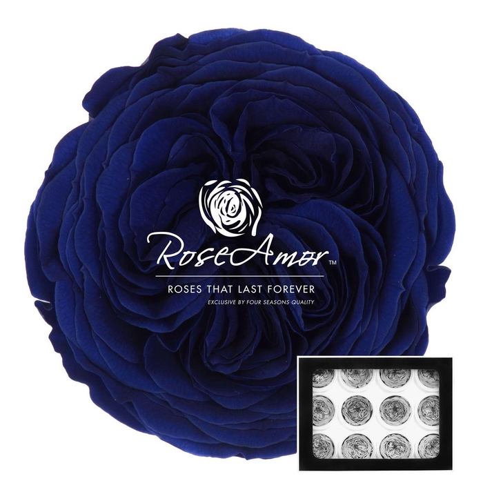 <h4>Amelia Blu03</h4>