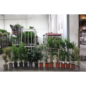 Aanbieding Loss Planten Mix Pm21- Pm 24 15stk