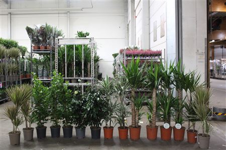 Aanbieding Loss Planten Mix Pm21- Pm 24 15stk