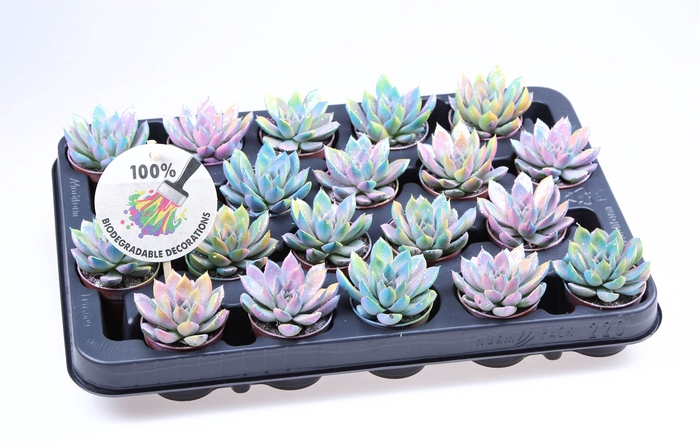 <h4>Echeveria  'Miranda'</h4>