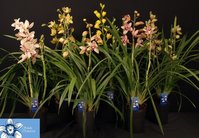 <h4>CYMB GEMENGD</h4>