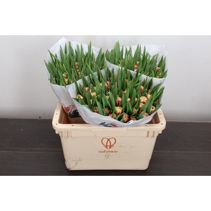 Tu Fr Double Crystal