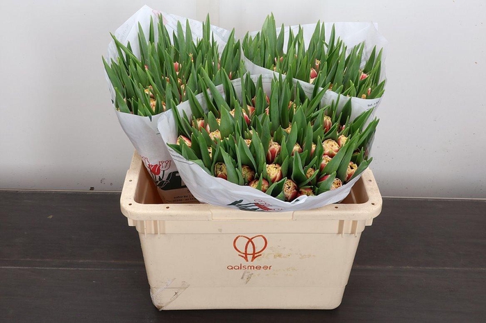 <h4>Tu Fr Double Crystal</h4>