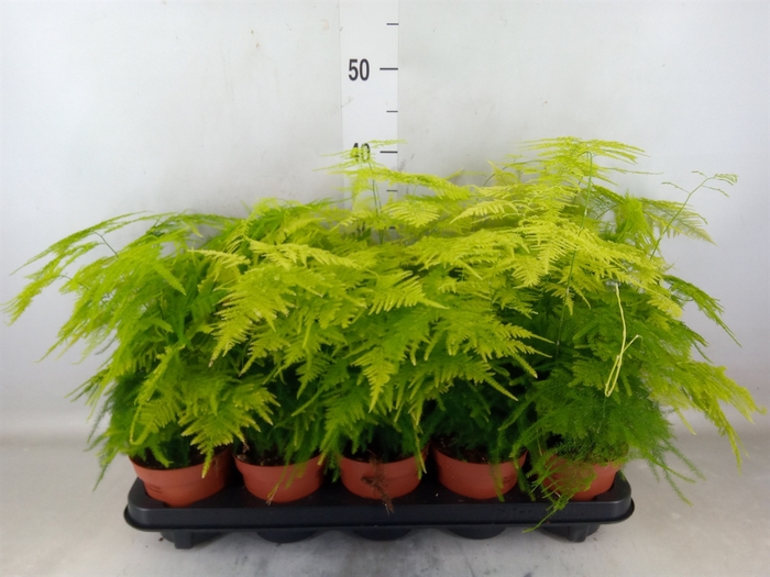 <h4>Asparagus setaceus</h4>