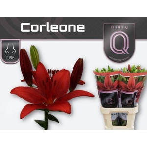 Lelies LI LA CORLEONE 2 pit