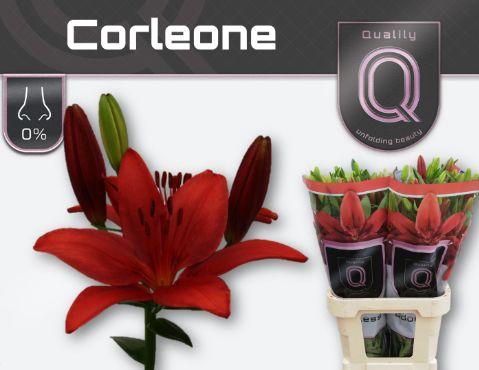 <h4>Lelies LI LA CORLEONE 2 pit</h4>