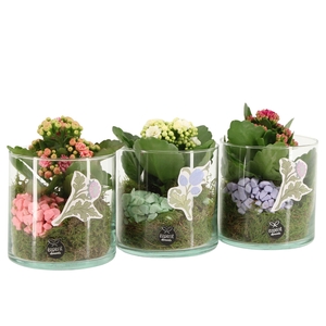 21935: Contradiction arrangement