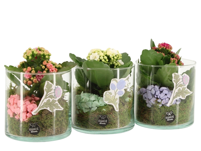 <h4>21935: Contradiction arrangement</h4>