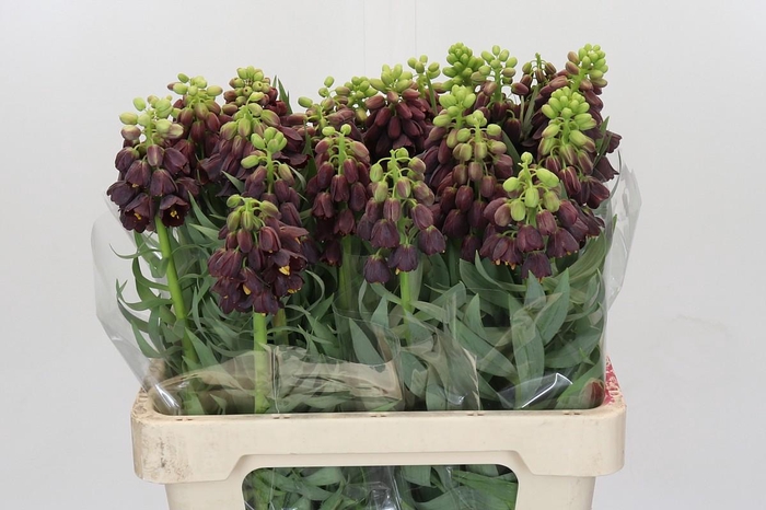 <h4>Fritillaria Persica</h4>