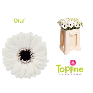 GE MI OLAF