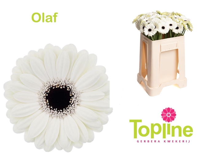 <h4>GE MI OLAF</h4>