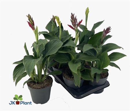 <h4>Canna Cannova gemengd</h4>