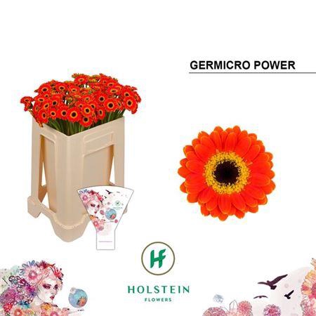 <h4>Ge Na Germicro Power</h4>