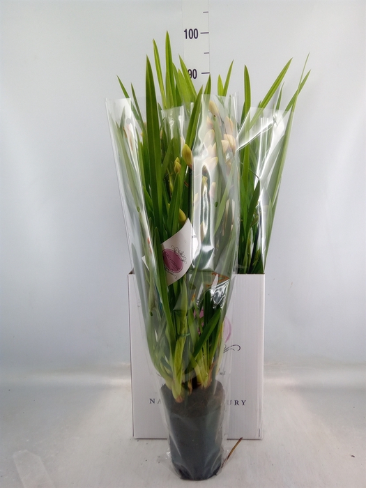 <h4>Cymbidium   ...</h4>