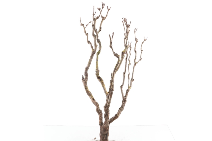 <h4>Syringa Branch Super Ampuja</h4>