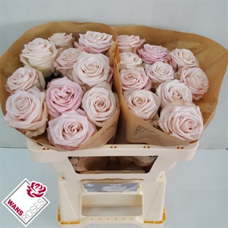<h4>Rosa a grande fleur Café!</h4>
