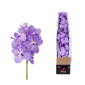 Vanda  'Kanchana Angelite'