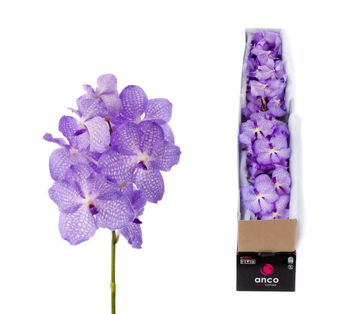 <h4>Vanda  'Kanchana Angelite'</h4>