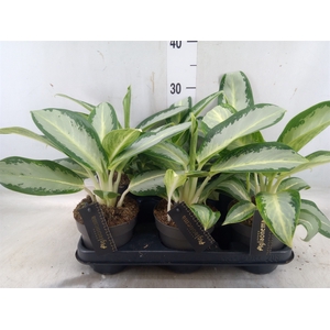 Aglaonema  'Silver Blue'