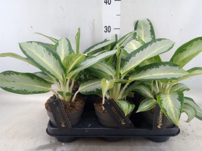 <h4>Aglaonema  'Silver Blue'</h4>