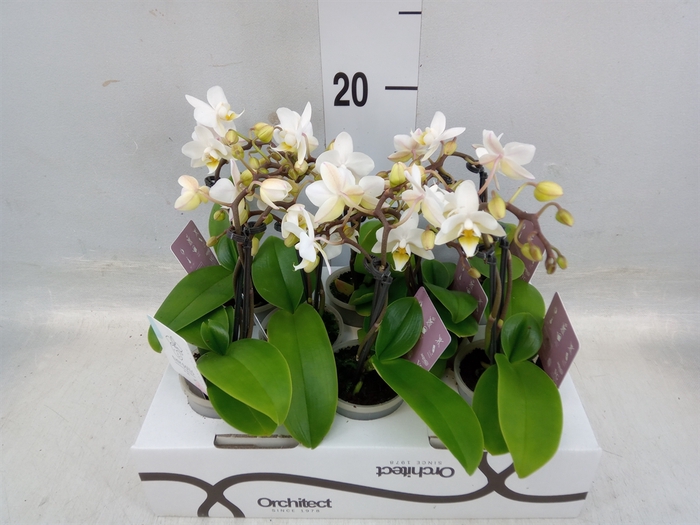 <h4>Phalaenopsis   ...mini</h4>