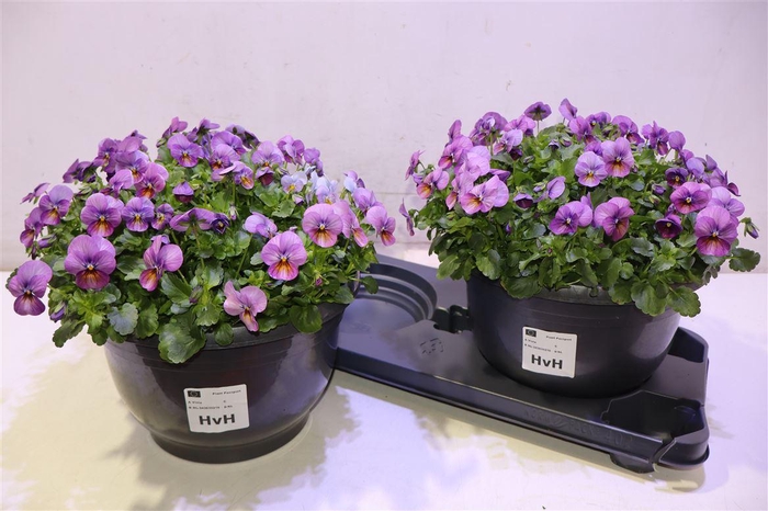 <h4>Vio Co Em Pink</h4>