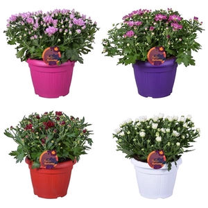 Chrysanthemum Indicum Grp overig