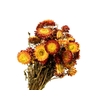 Helichrysum Red